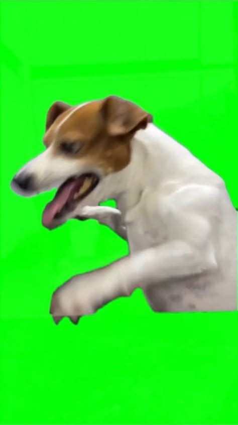 dancing wolf meme green screen dance memes memes wolf meme