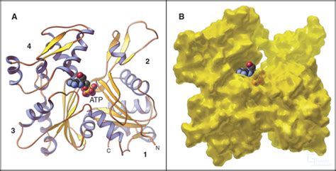 Actin and Actin-Binding Proteins | Clinical Gate