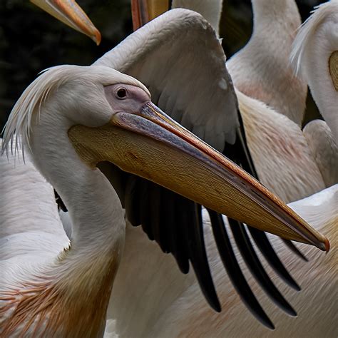 Pelikan Foto & Bild | tiere, zoo, wildpark & falknerei, vögel Bilder ...
