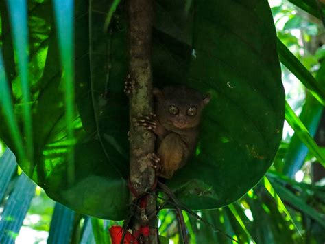 18 Facts About The Tarsier: Suicidal Monkey of Philippines!