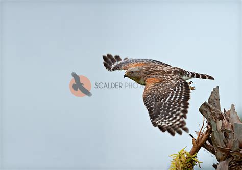 Red Shouldered Hawk Flying Scalder Photography