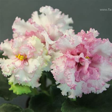 Repost fialkovod АВ-Белая Гвоздика. ..... #красивыецветы # ...