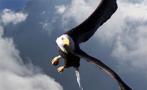 Bird flu poses new threat to Arizona’s condors, bald eagles | 260