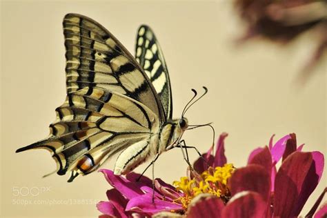 22 Insects Too Crafty To Be Caught By The Naked Eye Insects Cool Insects Beautiful Butterflies