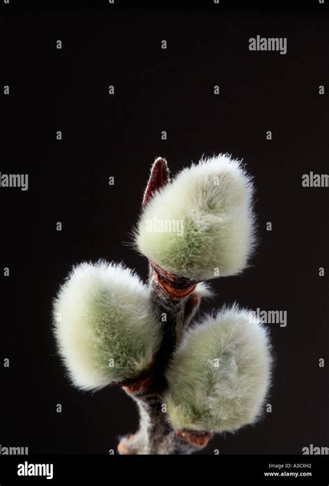 Catkins On A Salix Discolor Which Is Commonly Known As Pussy Willow Stock Photo Alamy