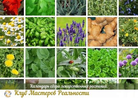 Календарь сбора лекарственных растений. Авторы: Олег и Валентина ...