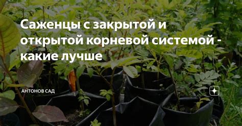 Саженцы с закрытой и открытой корневой системой - какие лучше | Антонов ...