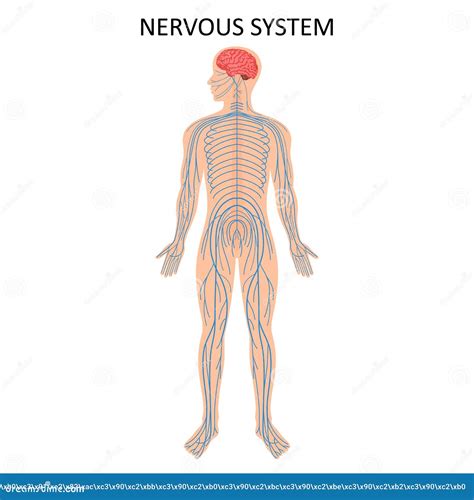 Human Nervous System Medical Education Chart Of Biology For Nervous