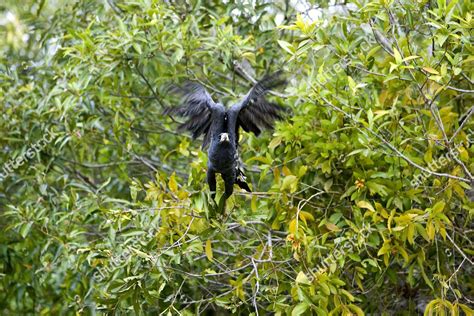 Great Black Hawk Buteogallus Urubitinga Adult Editorial Stock Photo