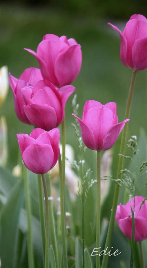 Hot Pink Tulips In The Garden