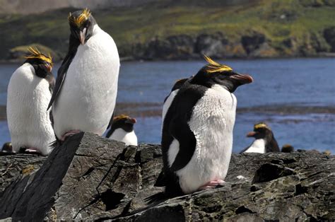 15 Macaroni Penguin Facts - Predators, Diet, Range & More | Facts.net