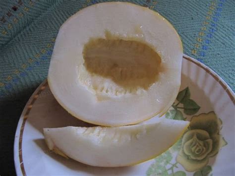 Дыни в Сибири - Огород