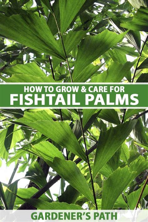 How To Grow And Care For Fishtail Palms Indoors Gardeners Path