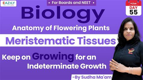 Anatomy Of Flowering Plants Meristematic Tissues Class 11 NEET