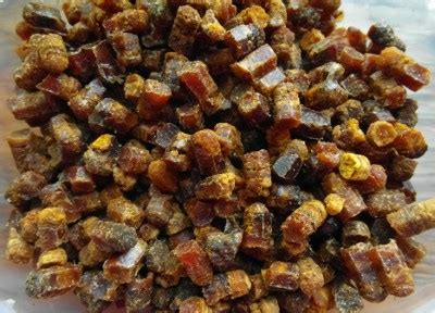 Купить пергу у пчеловода в Беларуси