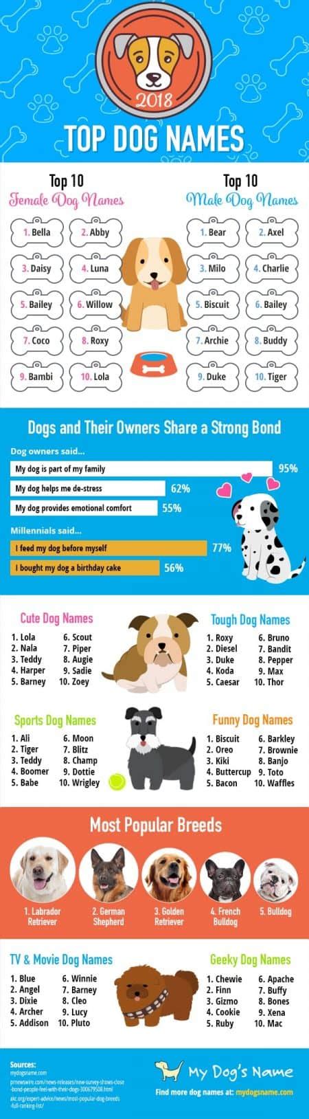 Top 20 Best Dog Names For 2019 Boys And Girls Tiny Terrier