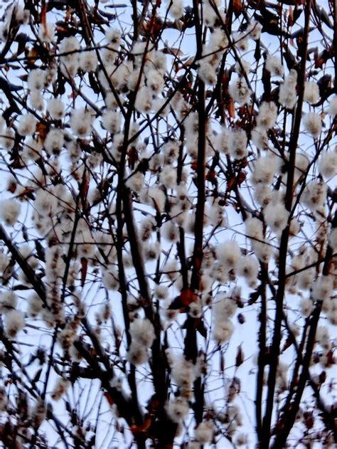 Коцікі. Сёньня ўвечары.