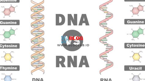 perbedaan dna  rna