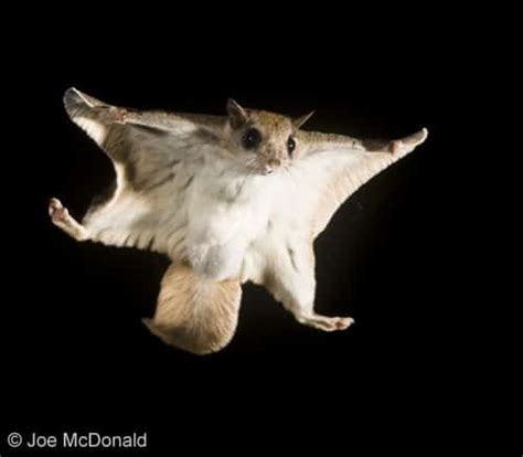 Southern Flying Squirrel – Quest for the Longleaf Pine Ecosystem