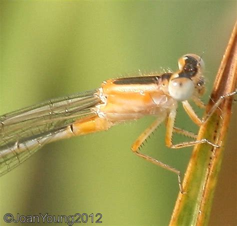 South African Photographs African Bluetail Ischnura Senegalensis