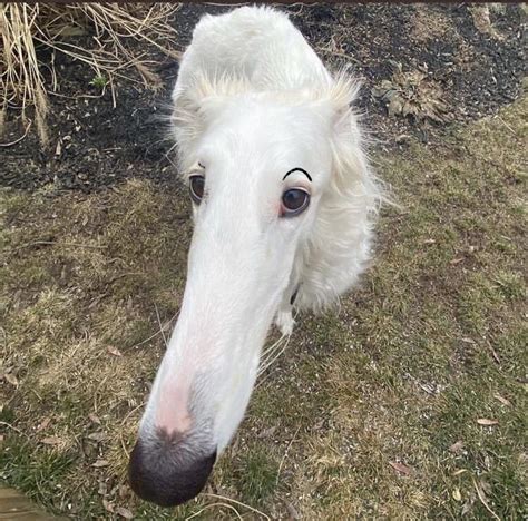 long nose blank template imgflip