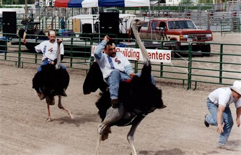 Ostrich Festival in Phoenix, Arizona | metal and the phantom