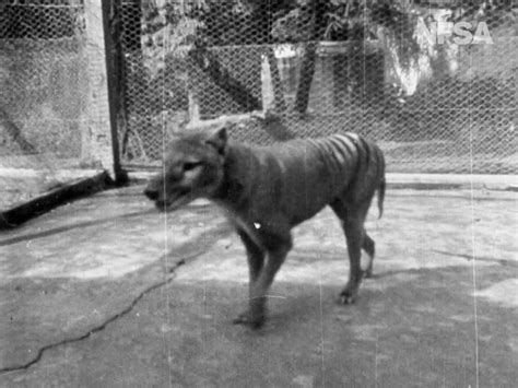 footage  benjamin   tasmanian tiger   alive