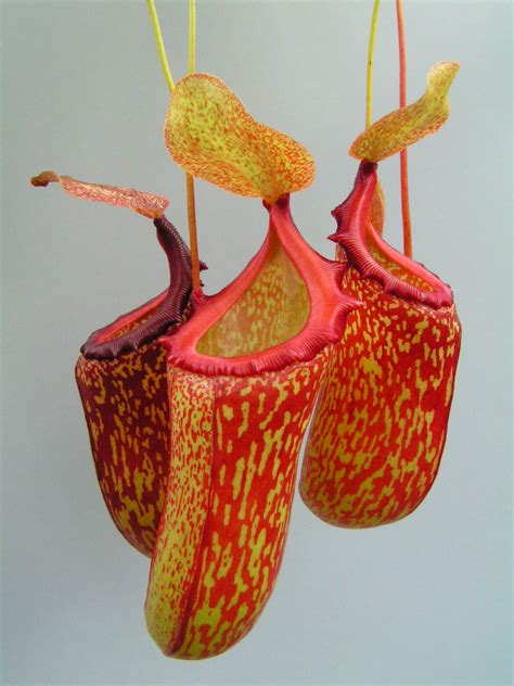 Непентес (Nepenthes). Кувшинчик - убийца: masterok — LiveJournal