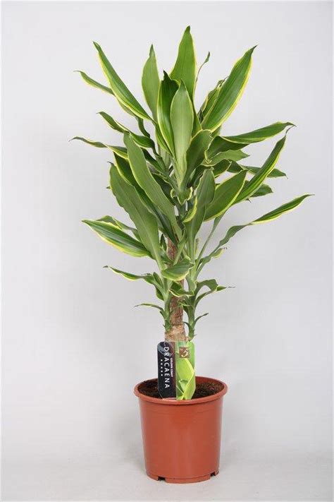 Купить Драцена Фрагранс Голден Кост | Драцены | Декоративно-лиственные ...