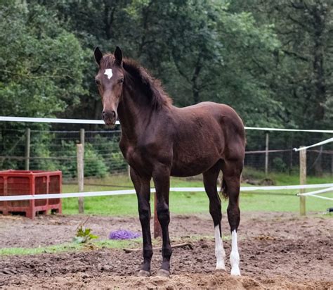 Radine Sans Souci Mc Paarden Te Koop Stal Sans Souci