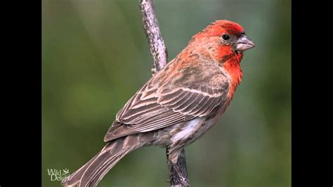 Red House Finch Song - bird Singing - YouTube