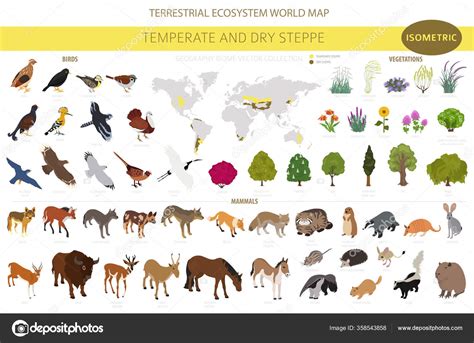 temperate dry steppe biome natural region isometric infographic prarie