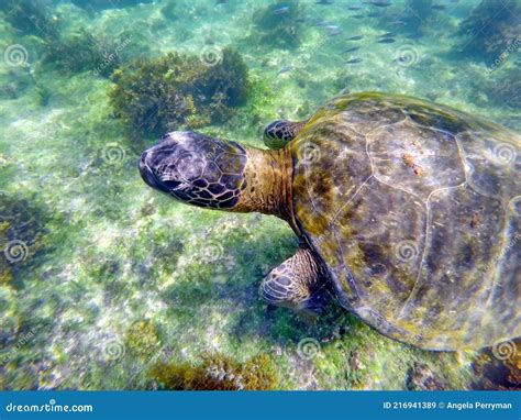 Close Up Of A Galapagos Green Sea Turtle Stock Image Image Of Marine