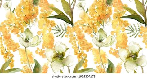 Wattle Watercolour Images Stock Photos D Objects Vectors