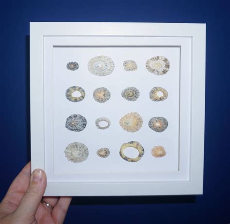Shell Coastal Art Beach Art Seashell Gift Home Decor - Etsy