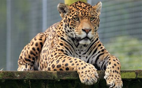 A Kitty Jaguar's Unexpected Friendship