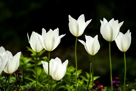 Banco de imagens plantar flor pétala tulipa Primavera fresco