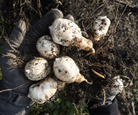 I grew these edible tubers for chefs – here is my tip…