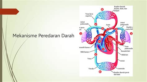 Sistem Peredaran Darah Pengertian Jenis Siklus Jenis Penyakit Pptx