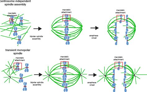 Centrosome In Mitosis