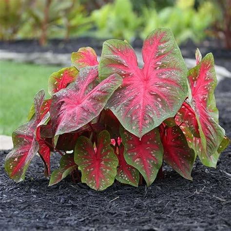 Votaniki Red Flash Caladium Perennial Plants Caladium