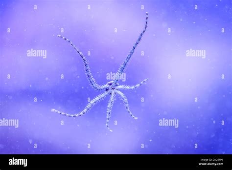 A Snake Star With Its Six Tentacles On The Disk Of A Saltwater Aquarium