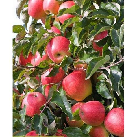 Яблоня 2 года