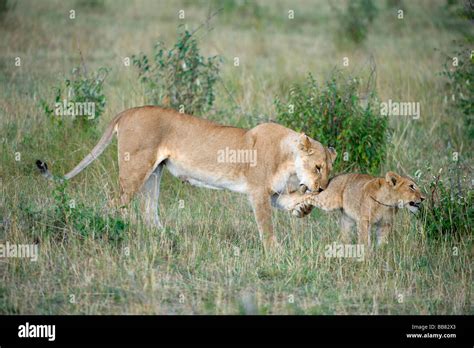 Lion Panthera Leo Lioness Playing With Cubs Masai Mara National