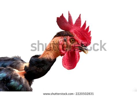 Naked Neck Rooster Isolated Closeup Sock Stock Photo Shutterstock