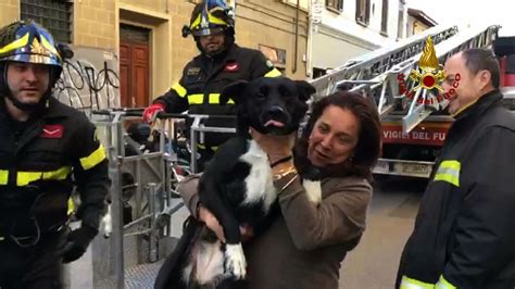 Cane Si Avventura Sul Cornicione Salvato Dai Vigili Del Fuoco Foto