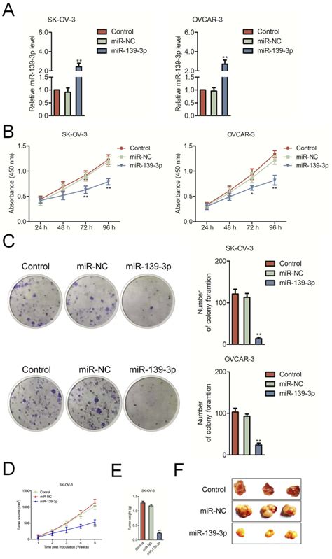 Mir 139 3p Inhibits Sk Ov 3 Cell Proliferation And Tumor Growth In Nude