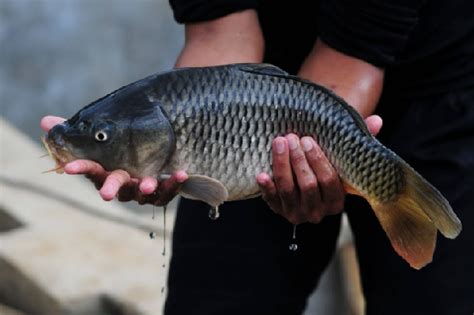 jenis jenis ikan mas konsumsi  hias  cocok dipelihara