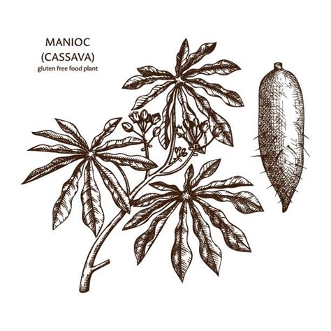 Cassava Drawing Illustrations Royalty Free Vector Graphics And Clip Art