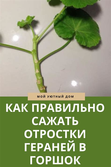 Правила посадки герани | Цветы, Домашние Растения | Постила